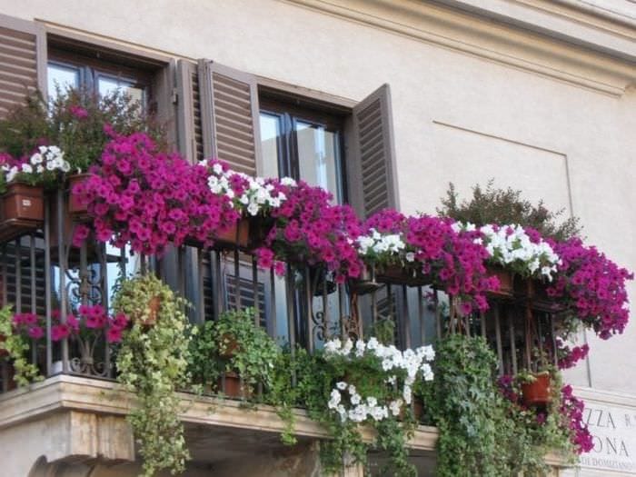 красивые цветы на балконе на полках пример