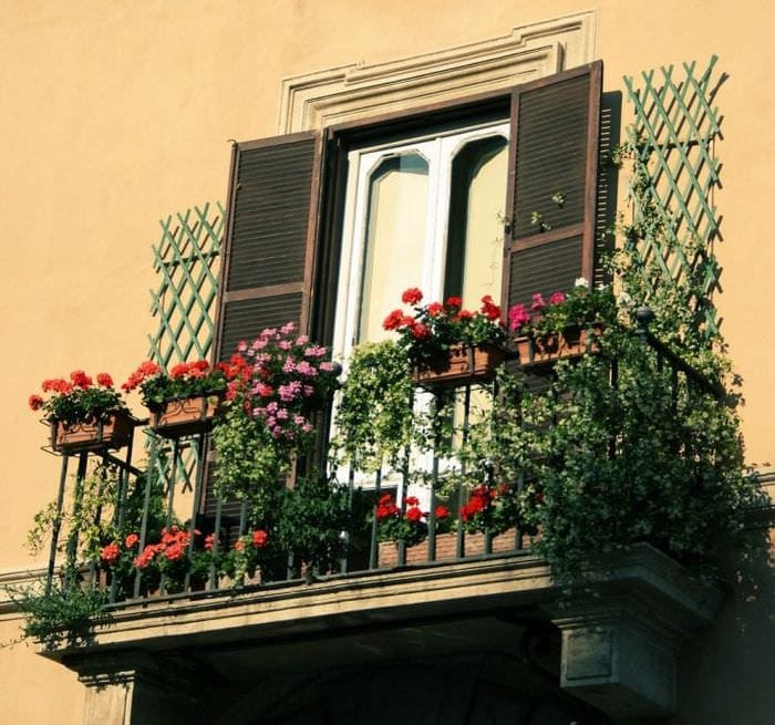 krasivye cvety na balkone na polkah dizajn