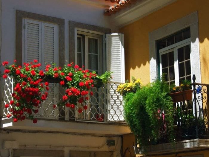 яркие цветы в интерьере балкона на перемычках дизайн