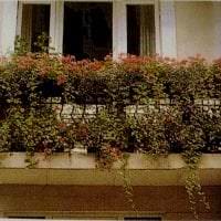 шикарные цветы на балконе на перемычках пример фото