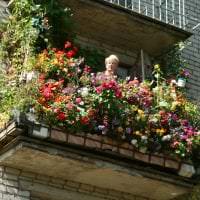 красивые цветы на балконе на перемычках пример фото