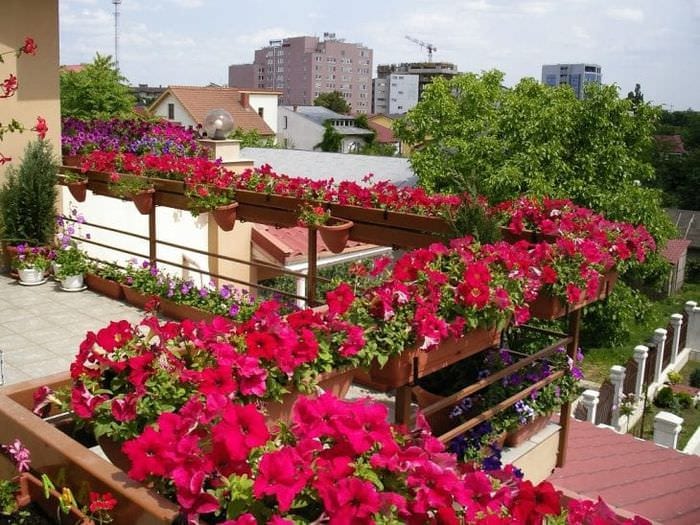 красивые цветы на балконе на полках дизайн