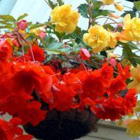 шикарные цветы в интерьере балкона на полках интерьер фото