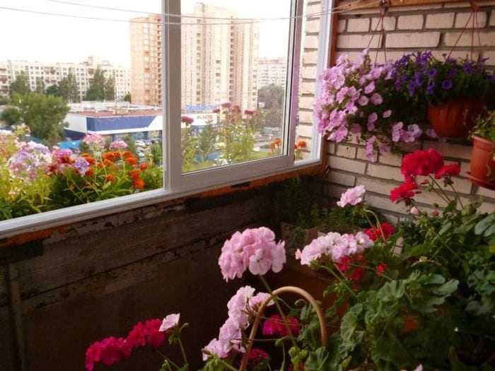 красивые цветы в интерьере балкона на полках пример