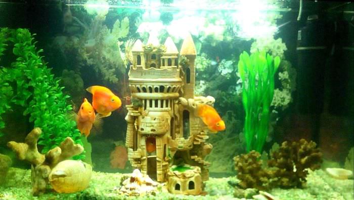 вариант необычного декорирования аквариума