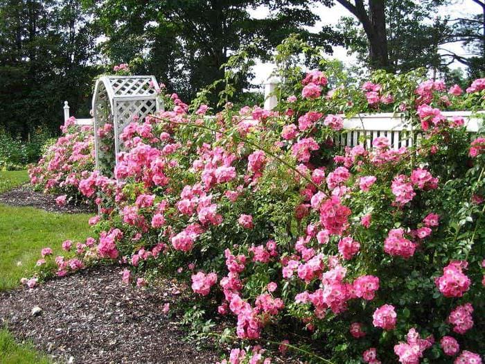 вариант использования ярких роз в дизайне двора