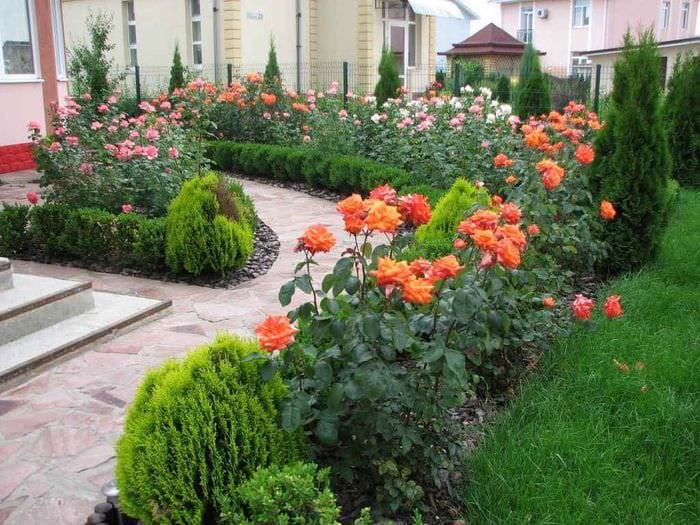идея использования ярких роз в дизайне двора