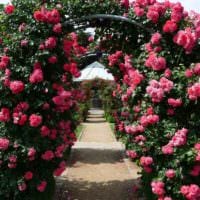 пример применения ярких роз в дизайне двора фото