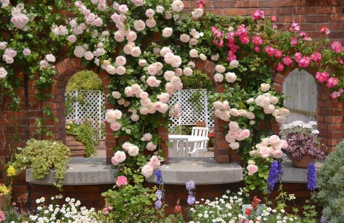 вариант применения необычных роз в дизайне двора