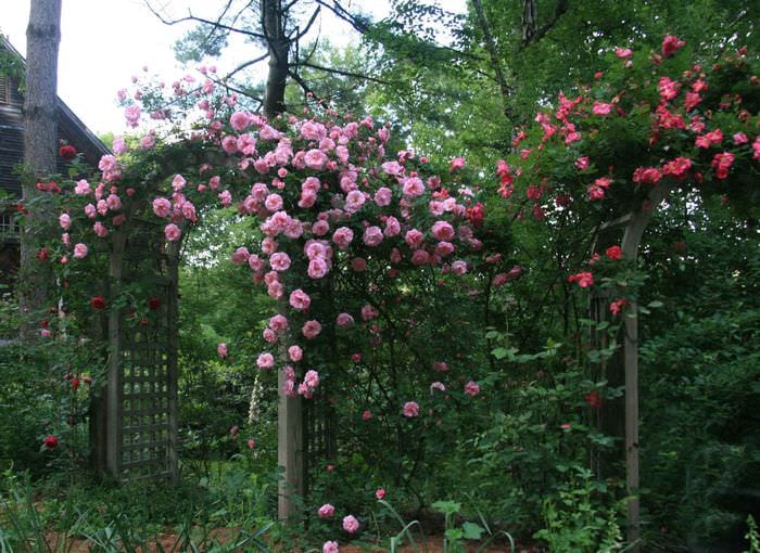 идея использования необычных роз в дизайне двора