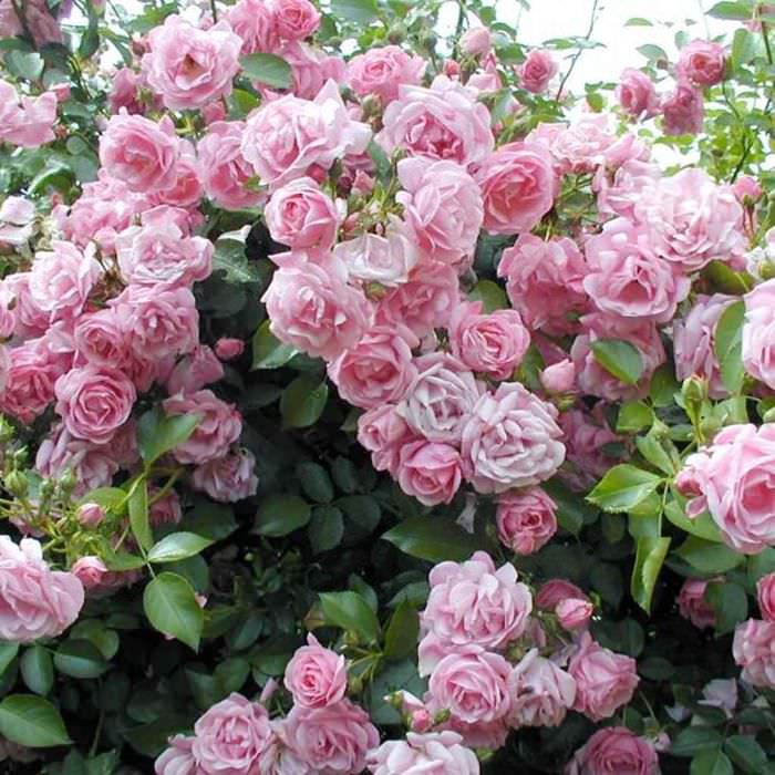 пример применения необычных роз в дизайне двора