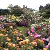 пример применения красивых роз в дизайне двора фото