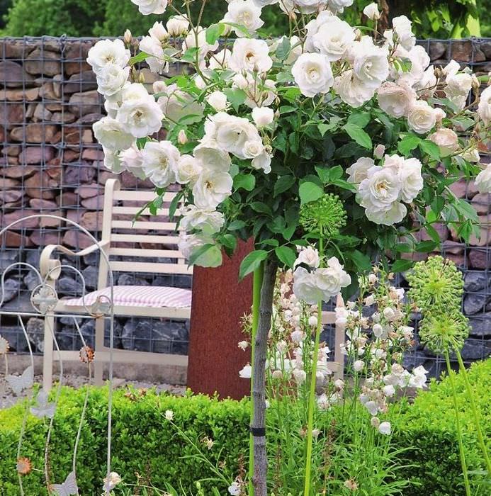 Цветение белой штамбовой розы на загородном участке
