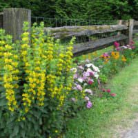 Желтые цветы вдоль деревянной ограды