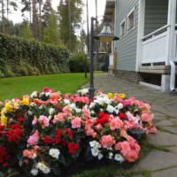 Клумба с яркими цветами перед крыльцом загородного дома