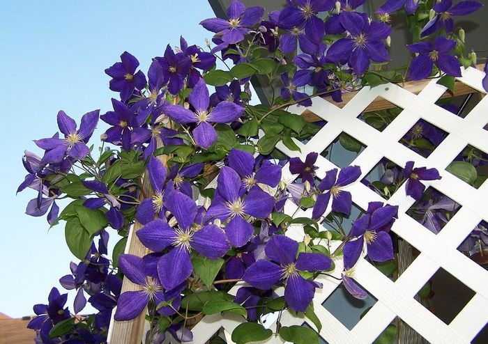 Крупные фиолетовые цветки клематиса на белой решетке садовой перголы