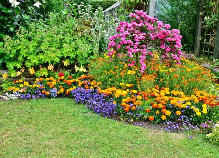 Миксбордер с цветущими многолетними растениями
