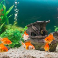 Маленькие оранжевые рыбки с прозрачными плавниками