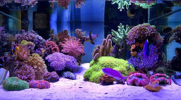 Красивый подводный мир с кораллами