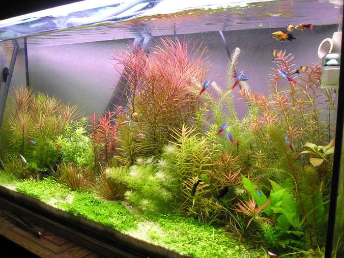 Разноцветные водные растения в домашнем аквариуме
