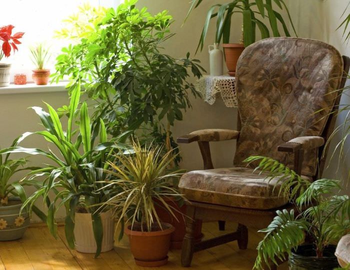 Коричневое кресло среди комнатных растений