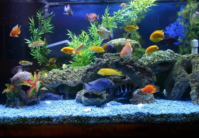 Живые рыбы в домашнем аквариуме
