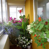 Комнатные цветы на балконе пятиэтажного дома
