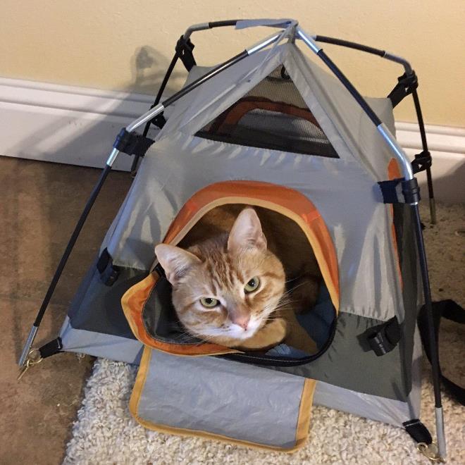 Рис6 – Палатка для кошки