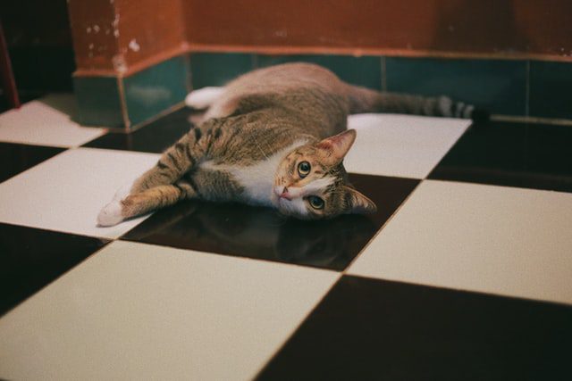 Кот на полу в ванной из черно-белой плитки